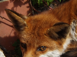 Red Fox: A Majestic Display of Mammalian Splendor in the Wild