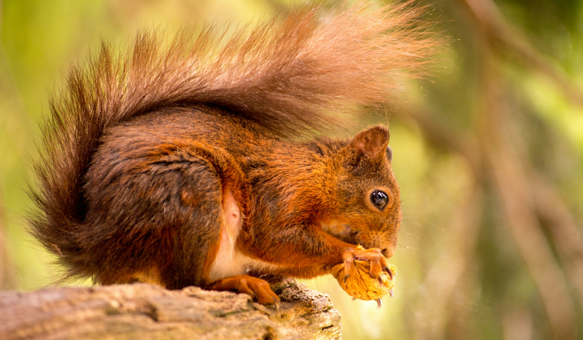 Red Squirrel in Natural Habitat: A Close Encounter