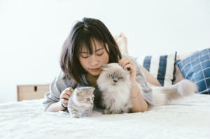 Relaxing Moments with Cats in Ho Chi Minh City, Vietnam