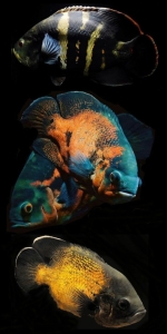 Spectacular Spectrum of Fish Species in a Vertical Display