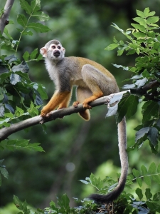 Squirrel Monkey: A Fascinating Look at Its Distinctive Coloring and Social Behavior