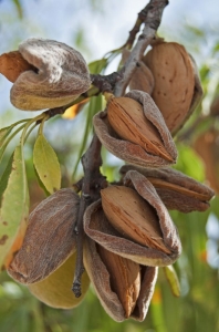 The Almond's Journey: From Branch to Bowl