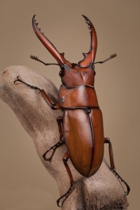 The Antlered Marvel: A Close Look at the Horned Beetle