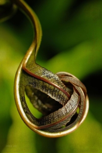 The Artistry of Nature: Unfurling Fern Tendril