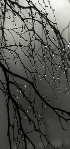 The Atmospheric Symphony of Rain-kissed Branches