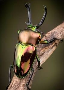 The Dazzling Display of the Metallic Green and Gold Beetle
