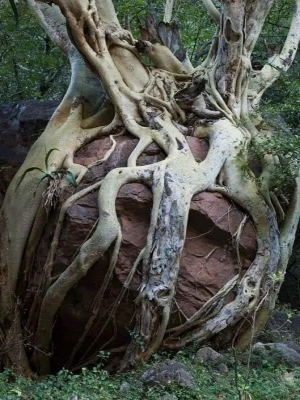 The Enigmatic Embrace: Tree Roots Intertwined with Boulder