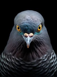 The Enthralling Gaze: A Pigeon's Portrait