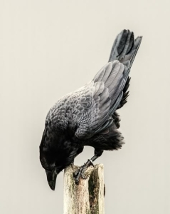 The Intelligent Raven: A Study in Nature's Adaptability