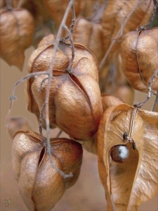 The Intricate Beauty of Dried Seed Pods
