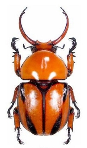 The Intricate Beauty of the Scarab Beetle: Discover its Striking Coloration and Unique Shape