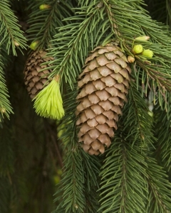 The Lifecycle of Pine Cones: A Close-up View