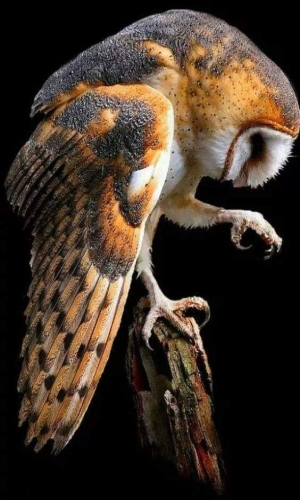 The Majestic Barn Owl: Poised for Flight in the Darkness