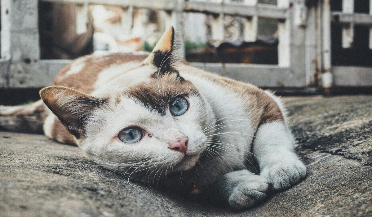 The Majestic Blue-eyed Cat of Thailand: A Perfect Cat Puzzle Subject