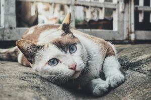 The Majestic Blue-eyed Cat of Thailand: A Perfect Cat Puzzle Subject