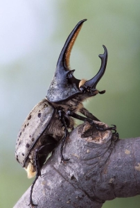 The Majestic Horned Beetle: A Close Encounter