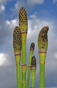 The Majestic Horsetail Plants: A Glimpse into Ancient Flora