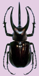 The Majestic Rhinoceros Beetle: A Fascinating Member of the Scarabaeidae Family