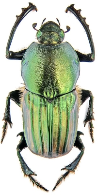 The Majestic Scarab Beetle: An Icon of the Insect World