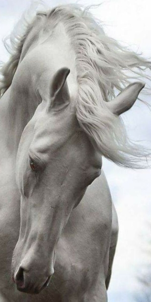 The Majestic White Horse Against a Cloudy Backdrop
