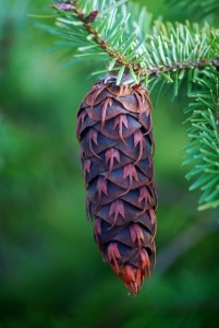 The Majesty of Mature Pine Cones in Natural Greenery
