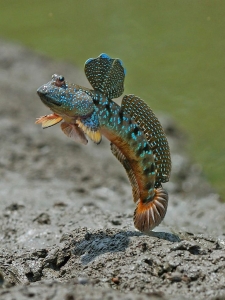 The Remarkable Mudskipper: A Fish That Conquers Land and Water