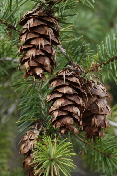 The Reproductive Marvels of Pine Trees: Pine Cones in their Natural Habitat