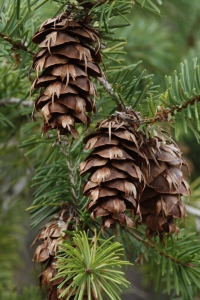 The Reproductive Marvels of Pine Trees: Pine Cones in their Natural Habitat