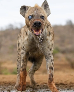 The Spotted Hyena: A Unique Carnivorous Mammal