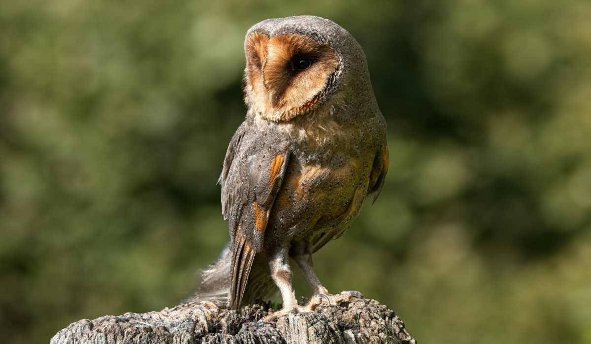 The Unique Black Barn Owl of the UK: A Rare Natural Phenomenon