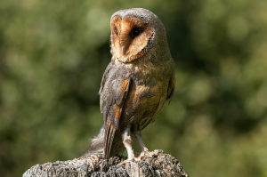 The Unique Black Barn Owl of the UK: A Rare Natural Phenomenon
