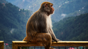 The Unruly Monkeys of Shimla: A Wild Encounter Amidst Scenic Mountains