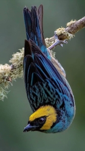 The Vibrant Acrobat: A Blue and Yellow Bird in its Natural Habitat