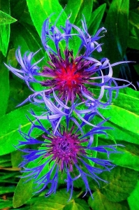 The Vibrant Beauty of Spiky Purple and Red Flowers