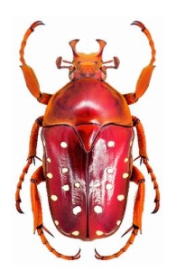 The Vibrant Red Beetle: A Study in Color and Structure