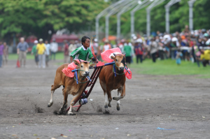 Thrilling Karapan Sapi Race: The Tradition of Boys Riding Cows