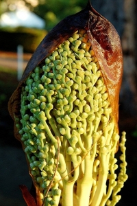 Tropical Plant's Flower Bud: A Unique Structure