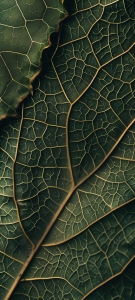 Uncovering Nature's Artistry: The Intricate Design of Green Leaves