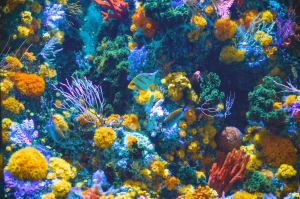 Underwater Splendor: Fish and Coral Diversity at S.E.A. Aquarium