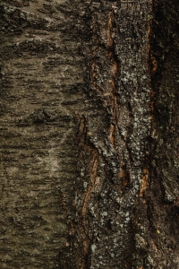 Unraveling the Intricate Patterns of Tree Bark Texture