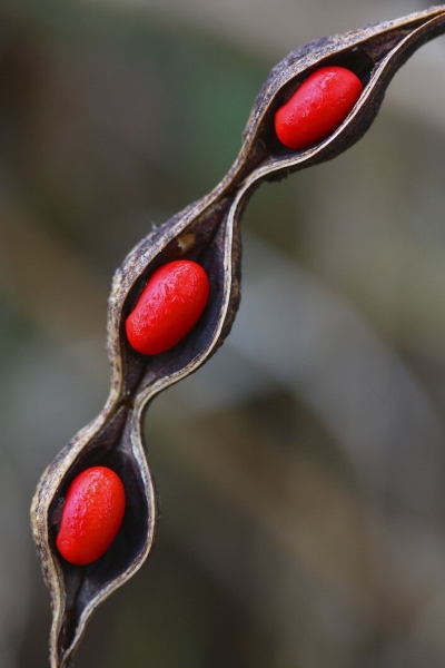 Unveiling Beauty: The Exquisite Seed Pod and its Vibrant Red Seeds