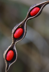 Unveiling Beauty: The Exquisite Seed Pod and its Vibrant Red Seeds