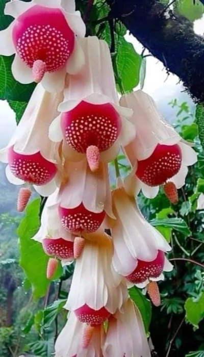 Unveiling the Beauty of Bell-Shaped Blooms in a Natural Setting