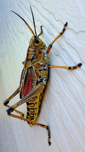 Unveiling the Intricate Details of a Grasshopper's Body Structure