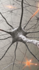Unveiling the Intricate Structure of Neurons: The Building Blocks of the Nervous System