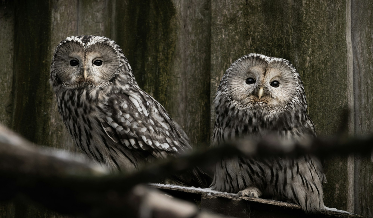 Ural Owls: Majestic Residents of Tallinn Zoo
