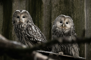 Ural Owls: Majestic Residents of Tallinn Zoo