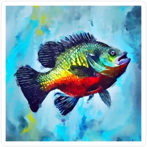 Vibrant Bluegill Fish Portrait: A Splash of Abstract Aquatic Art