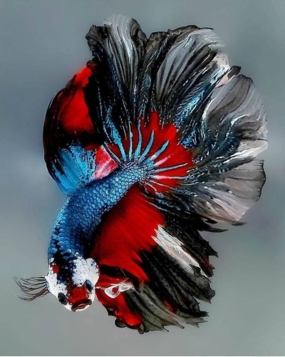 Vibrant Colors and Elaborate Fins: The Allure of the Betta Fish