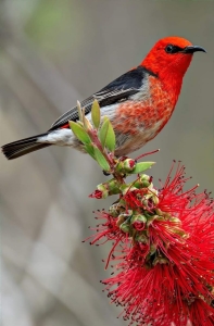 Vibrant Encounter: The Colorful Bird's Tryst with a Red Flower